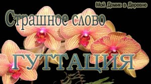 ЛИПКИЕ КАПЛИ НА ОРХИДЕЯХ _ ЧТО ТАКОЕ ГУТТАЦИЯ _ ОПАСНО ЛИ ЭТО ДЛЯ РАСТЕНИЙ.mp4