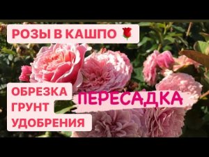 ПЕРЕСАДКА РОЗЫ В КАШПО _ ОБРЕЗКА_ ПОЧВО-СМЕСЬ ДЛЯ ?.mp4