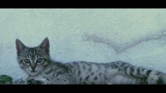 PRIMULA PANGEA C.S.O.A. смотреть онлайн