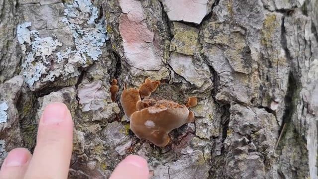 La importancia del hábitat en la identificación de algunas especies. ejemplo con Phellinus pini смотреть онлайн