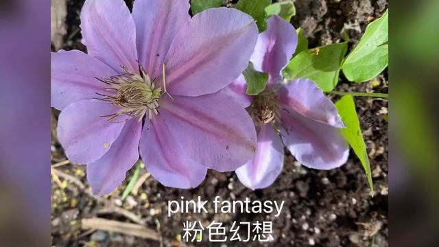 Clematis ：铁线莲, 第一夫人(The First Lady),  总统（The President), 鲁佩尔博士(Dr. Ruppel),  粉色幻想（Pink Fantasy） смотреть онлайн