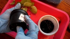 новые жители ПЕПЕРОМИЯ АРБУЗНАЯ и БЕГОНИЯ ДЕКОРАТИВНОЛИСТВЕННАЯ