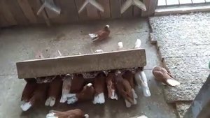 Покровские мазанные голуби (Саратовские)