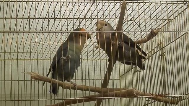 кобальт и шиферная кормление 2 неразлучники смотреть онлайн