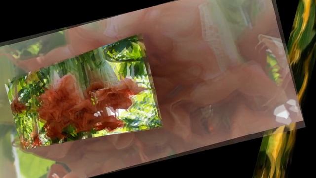 Цветы Бругмансия. Как выглядит Бругмасия