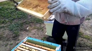 Пчелопакеты 2021. Покупка. Как пересадить пчелопакет в улик.