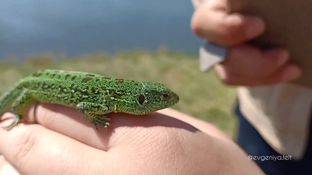 Какую невероятную красавицу мы встретили, только посмотрите смотреть онлайн