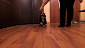 Голубой мальчик