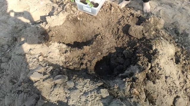 Попытка посадить тыквы в открытый грунт и не накрывать ее 11 апреля 2021. Успех или.. Растим гигант смотреть онлайн