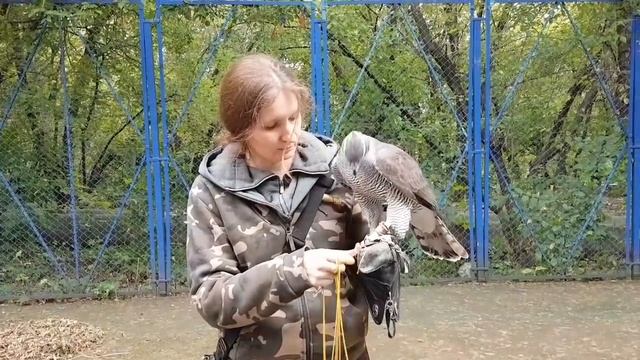 Обучение ястреба-тетеревятника. День 11. Полёты с руки на руку.