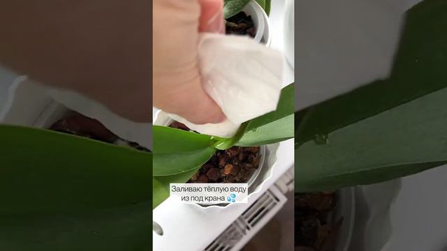 О моем поливе💦🌸 смотреть онлайн