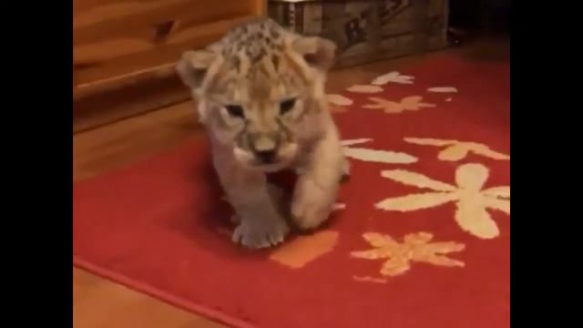 Хорошо ли живется администратору ExoRus? смотреть онлайн