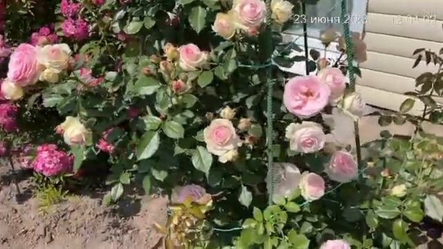 Плетистая роза "Пьер де Ронсар". Татарстан. 2023 г. смотреть онлайн