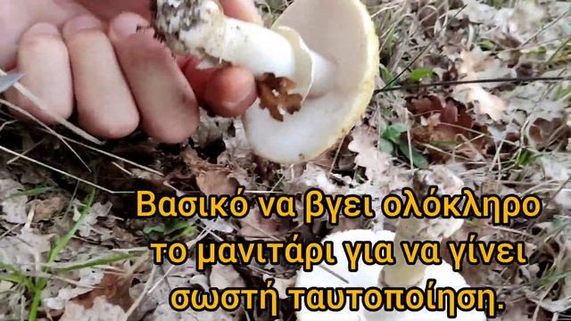 Το κίτρινο πέπλο. Amanita franchetii. смотреть онлайн