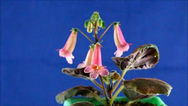 First smithiantha hybrids смотреть онлайн