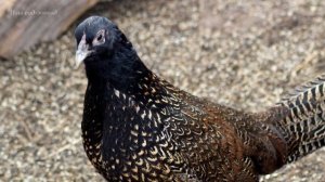 Фазанокуриный гибрид (Chicken-pheasant hybrids)