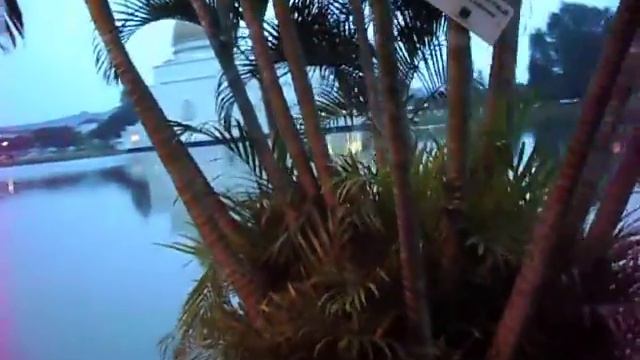 Yellow Cane Palm - Dypsis Lutescens смотреть онлайн