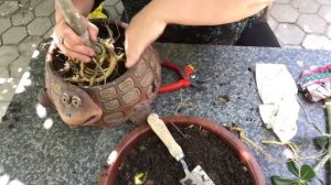 142. Очередная пересадка и обрезка  адениума.