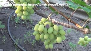 Сорт винограда: Синдикат