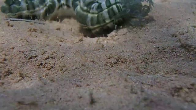 Полосатая голотурия = Zebra sea cucumber = Synapta maculata смотреть онлайн