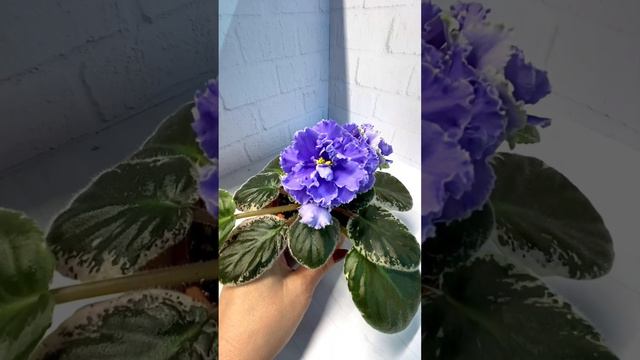 Фиалка ЕЛ-Морозко Новинка 2023 г. смотреть онлайн