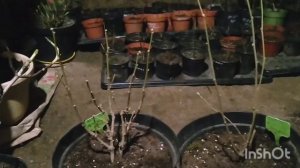 ГИБИСКУСЫ СИРИЙСКИЕ, ЗИМОВКА В СИБИРИ 🌺