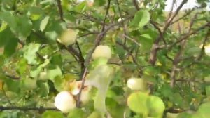 Антоновка 600 2