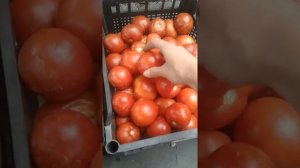 Последний сбор томатов и  другое...