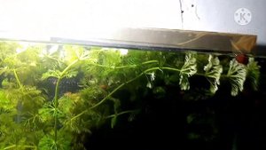 Cabomba aquarium plant are growing, SwordTail fish