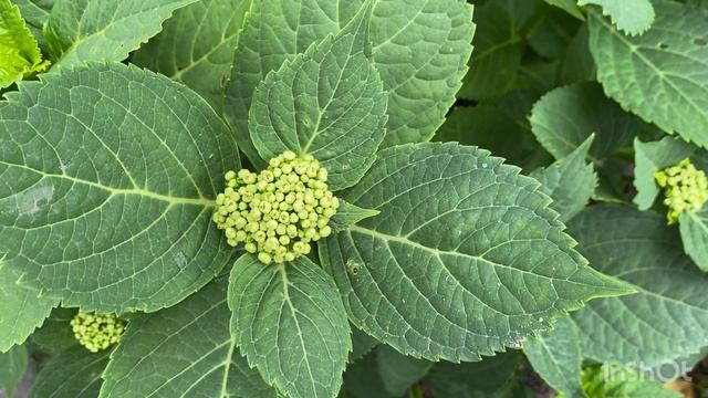 Не пропустите!!! Цветение гортензий начинается. смотреть онлайн