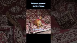 Звонок в скорую (бабушка уронила мыло в гнездо)