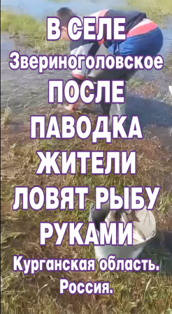 В селе Звериноголовское после паводка жители ловят рыбу руками. Курганская область. Россия