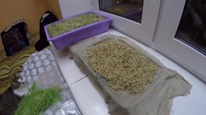 Вырастить траву дома зимой.Трава для кота)