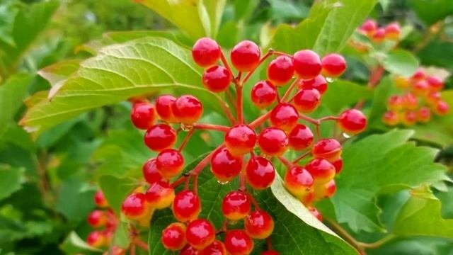 То самое полезное в калине: что она лечит и как ее лучше принимать