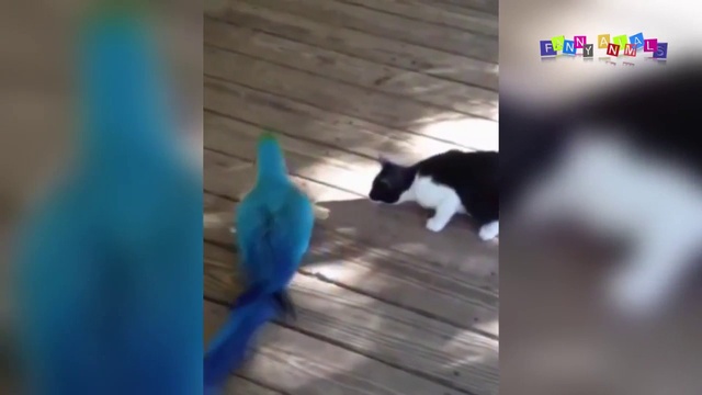 Кошаки и попугаи. смотреть онлайн