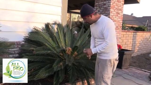 How to Trim and Maintain Sago Palm - Cycas Revoluta смотреть онлайн