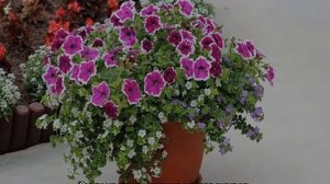 Бакопа ампельная — выращивание и уход в домашних условиях