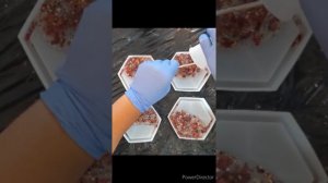 EASY!!!!! ELEGANT - LUXE RESIN coasters using ROSE PETALS & GOLD FLAKES