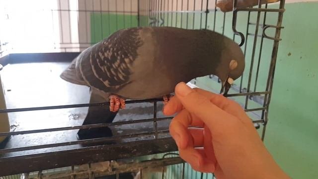 Отличие сизых голубей от породистых. Наглядный пример
