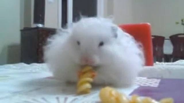 Хомяк кушает макароны смотреть онлайн