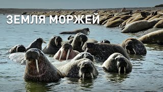 Земля моржей Документальный фильм Life