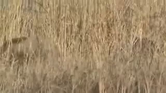 ,кабан ? Или кто это ??Река Или ,июнь 2018 смотреть онлайн