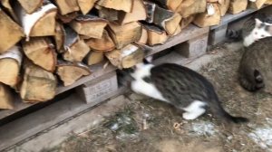 Пропали котята! Где кошка Куки и её смешные котики? Смотреть всем!