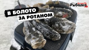 В БОЛОТО на первый лёд за ротаном.Ловля ротана на куриную кожу,тюльку и на жерлицы.