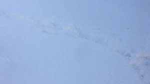 Как правильно укрыть кусты винограда в теплице на зиму.               ?#Елена_Ященко