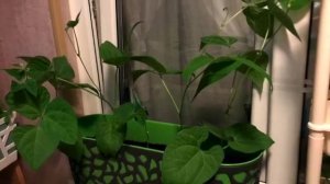 Фасоль на балконе