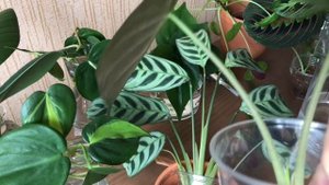 50 черенков в Одном Видео » Черенкую Комнатные Растения