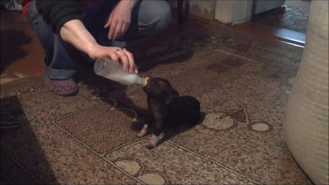 Кормление поросёнка