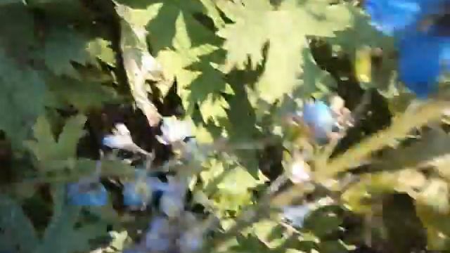 Король сада дельфиниум смотреть онлайн