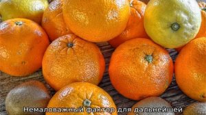 Как вырастить апельсин из косточки